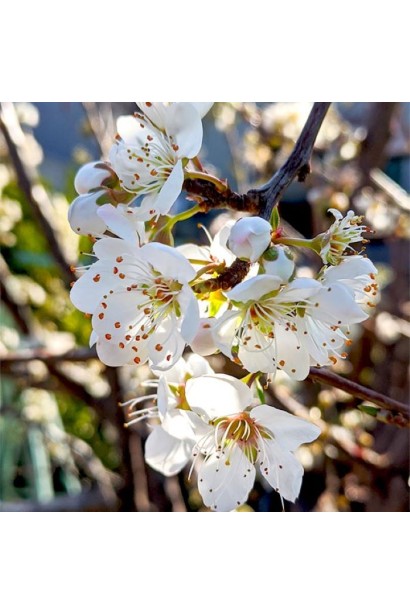 Слива Флавор Квін - білі квіти